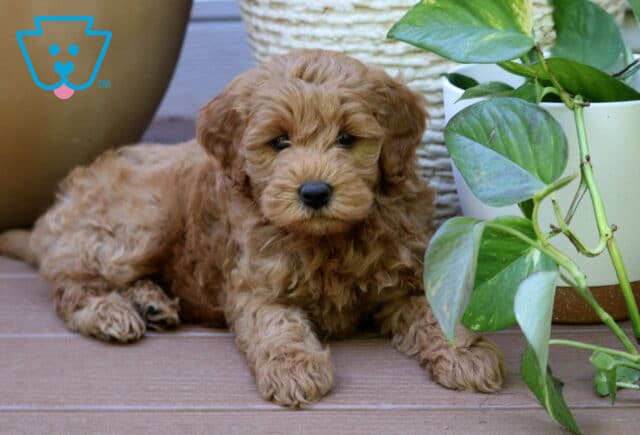 Phoenix Mini Goldendoodle2 image