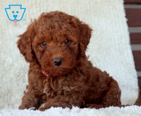 Mini Goldendoodle puppy with a rich red curly coat lying on a plush white blanket, wearing a small pink collar and gazing softly toward the camera.