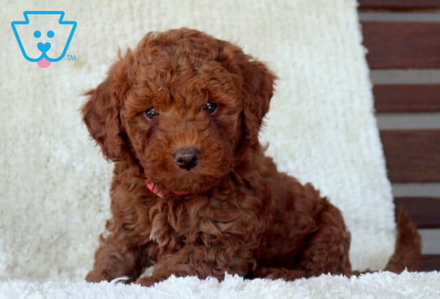 Mini Goldendoodle puppy with a rich red curly coat lying on a plush white blanket, wearing a small pink collar and gazing softly toward the camera. image
