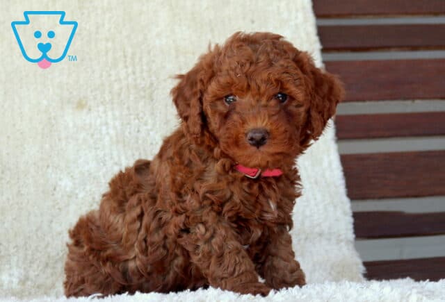 Mini Goldendoodle puppy with a deep red curly coat sitting on a soft white blanket, wearing a bright pink collar and looking alert with a sweet expression. image