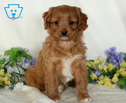 Pipa Cavapoo