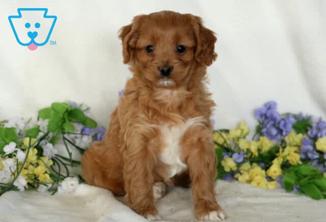 Pipa Cavapoo image