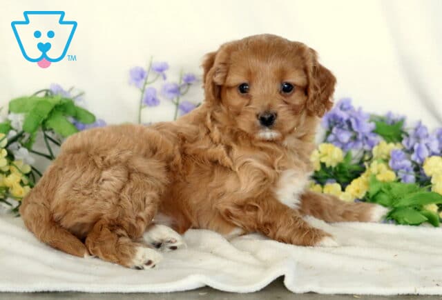 Pipa Cavapoo2 image