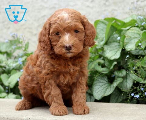 Pixie Cockapoo