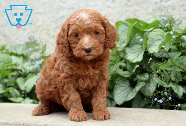 Pixie Cockapoo image