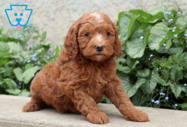 Pixie Cockapoo2 image