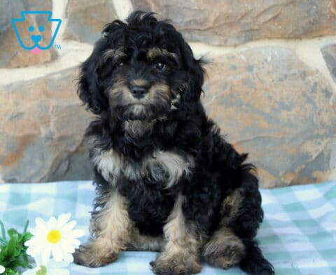 Pjay Cavapoo