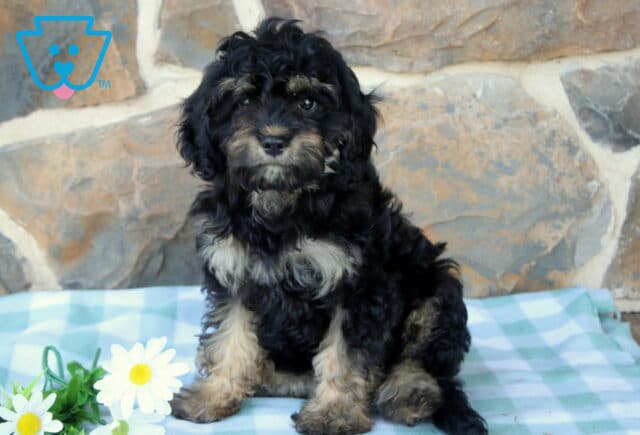Pjay Cavapoo image