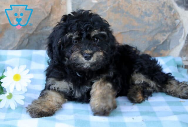 Pjay Cavapoo2 image