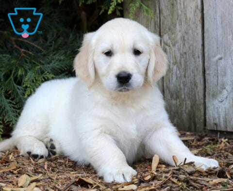 Pluto Golden2