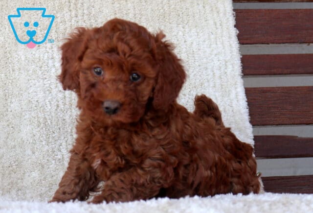 Mini Goldendoodle puppy with a rich red curly coat playfully lying on a soft white blanket, head slightly tilted and eyes looking curiously toward the camera. image