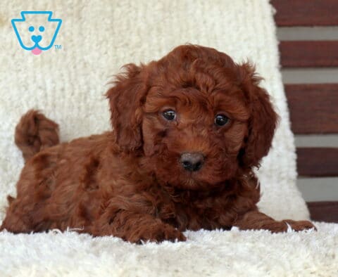 Mini Goldendoodle puppy with a rich red curly coat lying on a plush white blanket, looking forward with bright, expressive eyes and a calm, sweet demeanor.