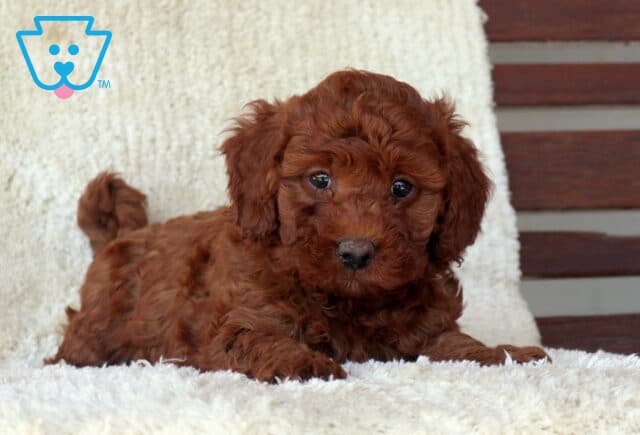Mini Goldendoodle puppy with a rich red curly coat lying on a plush white blanket, looking forward with bright, expressive eyes and a calm, sweet demeanor. image