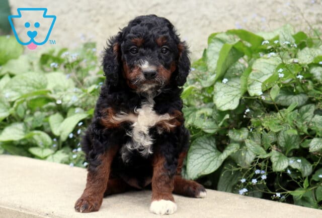 Pongo Cockapoo image
