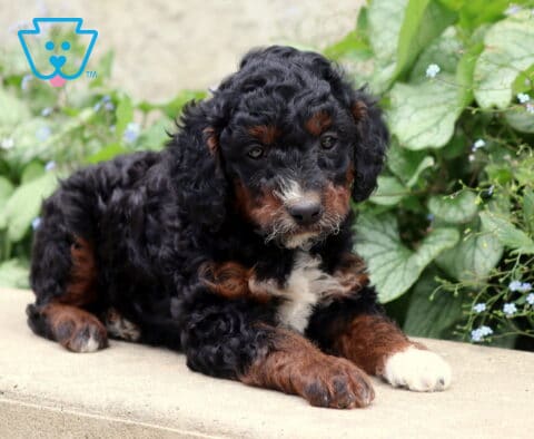 Pongo Cockapoo2