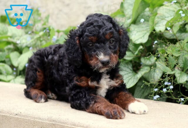 Pongo Cockapoo2 image