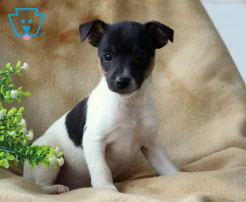 Pooch Foxy Russell2