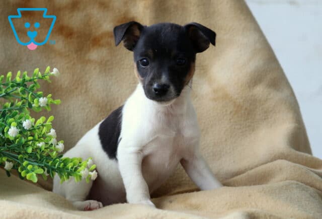 Pooch Foxy Russell2 image