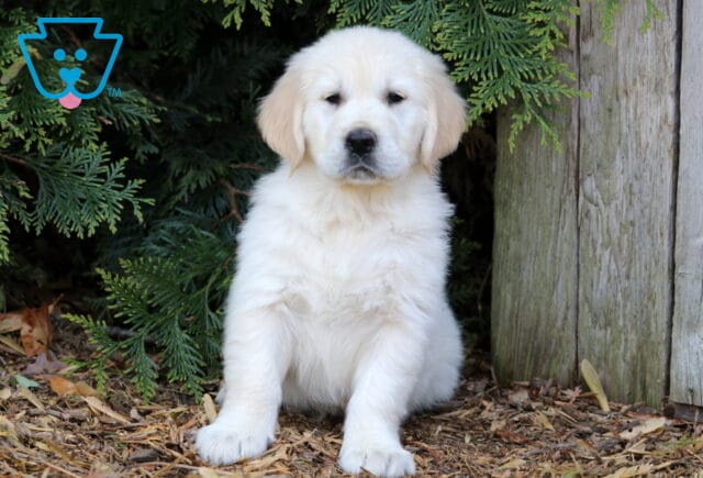 Pooch Golden image