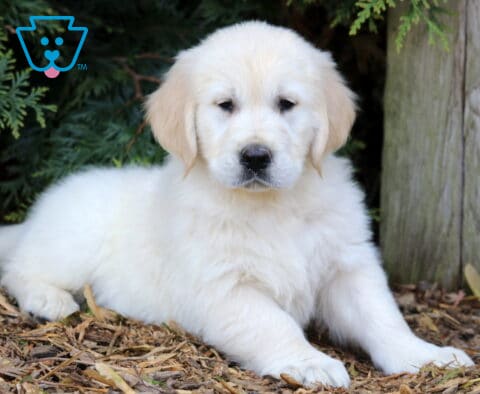 Pooch Golden2