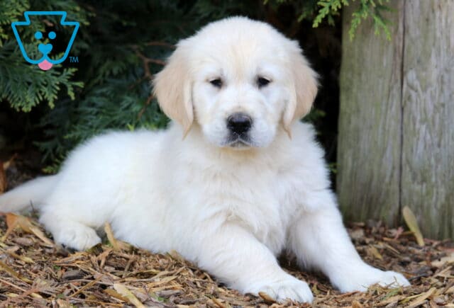 Pooch Golden2 image