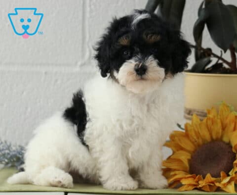 Pooch Havapoo
