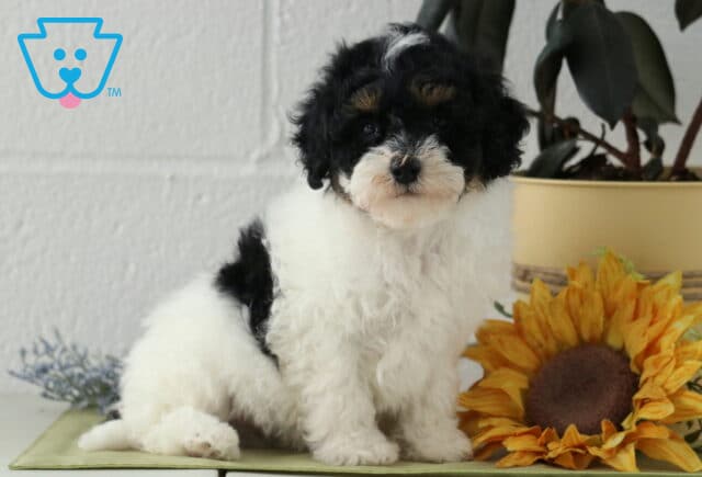 Pooch Havapoo image