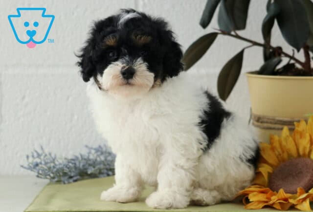 Pooch Havapoo2 image