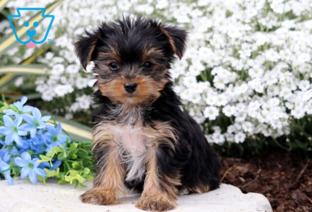 Precious Yorkie image