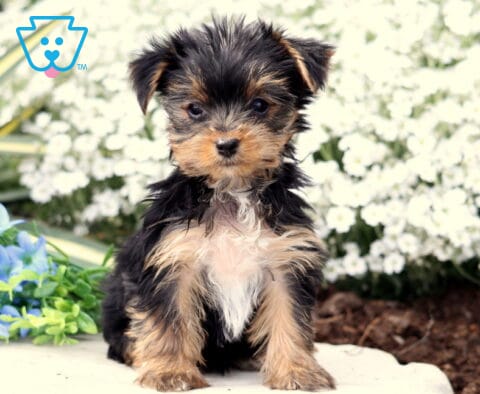 Precious Yorkie2
