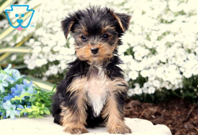 Precious Yorkie2 image