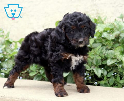 Pretty Cockapoo