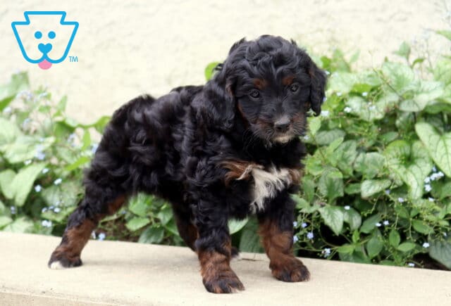 Pretty Cockapoo image