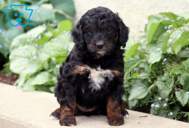 Pretty Cockapoo2 image