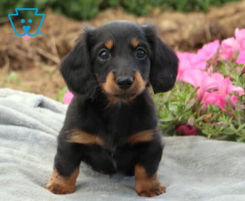 Black and tan Mini Dachshund puppy posing on a soft gray blanket with colorful pink flowers in the background, showing bright eyes, floppy ears, and a glossy coat.