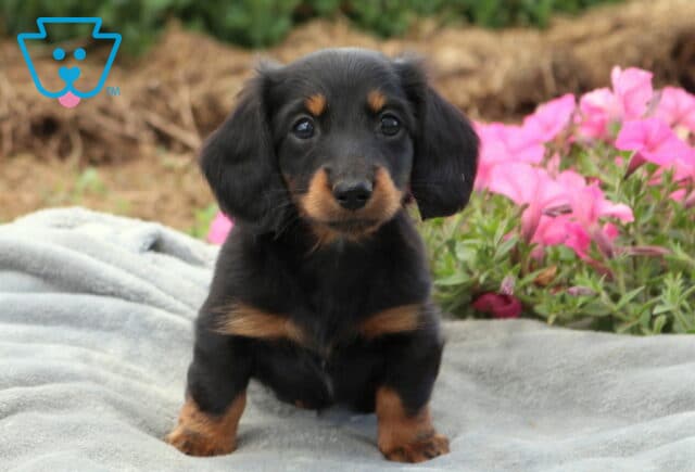 Black and tan Mini Dachshund puppy posing on a soft gray blanket with colorful pink flowers in the background, showing bright eyes, floppy ears, and a glossy coat. image