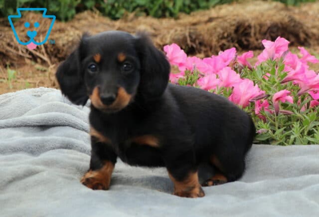 Long-haired black and tan Mini Dachshund puppy standing on a plush gray blanket beside vibrant pink flowers, featuring a sleek coat, soulful eyes, and a charming expression. image