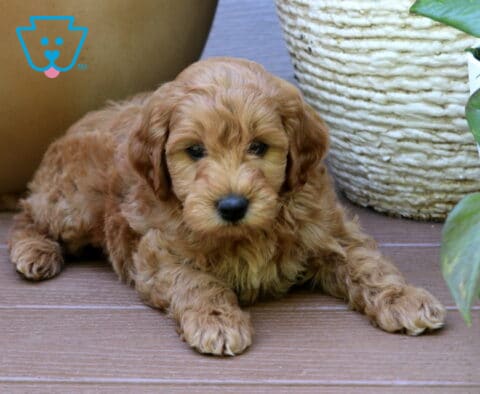 Adorable apricot Mini Goldendoodle puppy relaxing on a wooden deck beside green houseplants with a fluffy wavy coat and gentle eyes