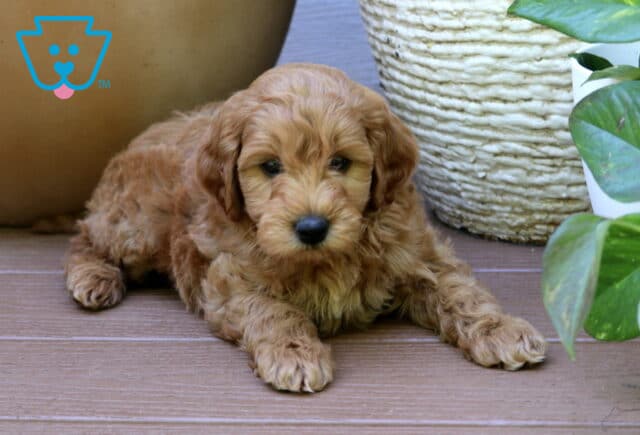 Prince Mini Goldendoodle image