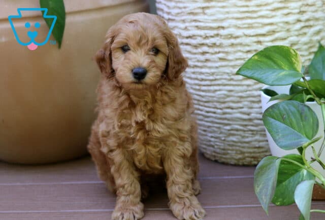 Prince Mini Goldendoodle2 image