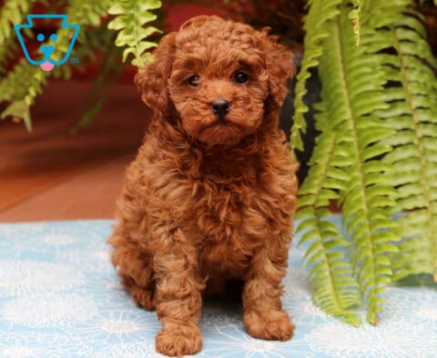 Princess Cavapoo