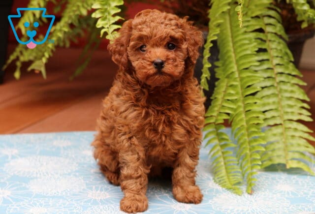 Princess Cavapoo image