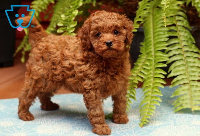 Princess Cavapoo2 image