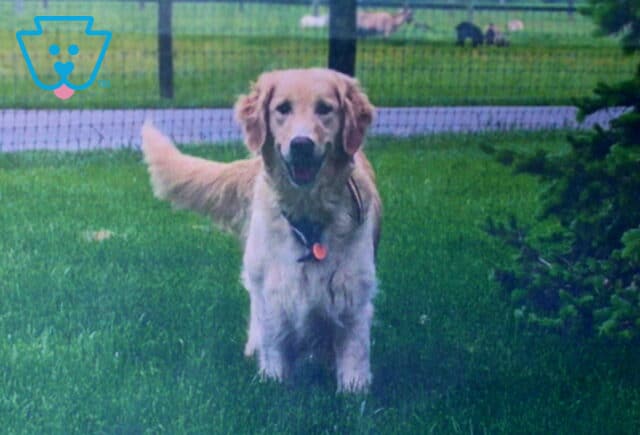 Princess Golden Retriever Paul King image