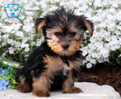 Rachelle Yorkie