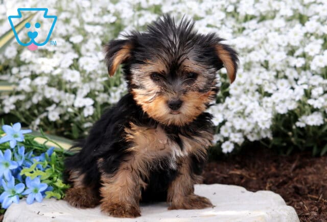 Rachelle Yorkie image