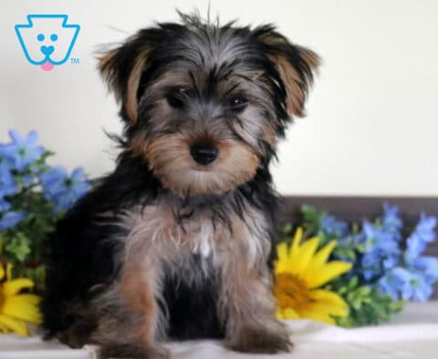 Rachelle Yorkie Retake