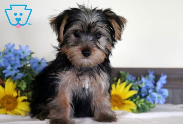 Sweet Yorkshire Terrier puppy with a silky black-and-tan coat sitting between bright yellow sunflowers and blue blossoms, looking gently toward the camera with a fluffy face and alert ears. image