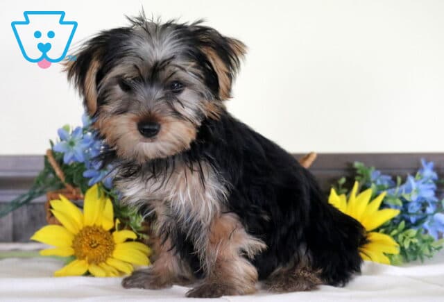 Cute Yorkshire Terrier puppy with a silky black-and-tan coat sitting among bright sunflowers and blue flowers, posing sweetly with a curious expression and fluffy face. image