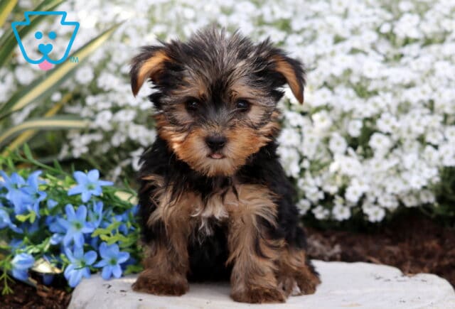 Rachelle Yorkie2 image